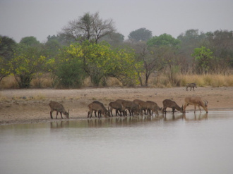 04 Waterbucks Bubale Et Phacochere